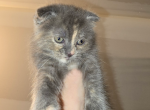 Folded Ears Girl - Scottish Fold Kitten For Sale - Coshocton, OH, US