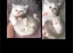 iverson - Himalayan Kitten For Sale - Williamsport, OH, US