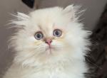 British Longhair point boy Hiver - British Shorthair Kitten For Sale - Cleveland, OH, US