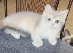 Leo - British Shorthair Kitten For Sale - Johns Creek, GA, US