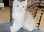 Leo - British Shorthair Kitten For Sale - Johns Creek, GA, US