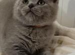 Lucas - British Shorthair Kitten For Sale - New York, NY, US