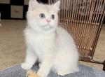 Lena - British Shorthair Kitten For Sale - Johns Creek, GA, US