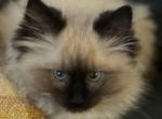 Male Balinese - Balinese Kitten For Sale - Worcester, MA, US