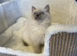 Blue Point Ragdoll Girl - Ragdoll Kitten For Sale - 