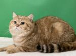 Garry Golden marble - Scottish Straight Cat For Sale/Service - 