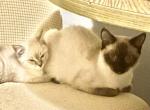 Male Siamese - Siamese Kitten For Sale - Worcester, MA, US