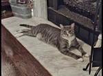 Ceaser - Domestic Cat For Adoption - Hendersonville, TN, US