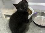 Midnight - Ragamuffin Kitten For Sale - Hawley, PA, US