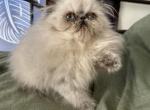 Handsome Persian kitten male - Persian Kitten For Sale - 