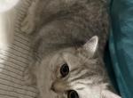 Greasy - British Shorthair Kitten For Sale - Philadelphia, PA, US