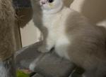 Prince - British Shorthair Kitten For Sale - Philadelphia, PA, US