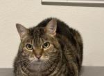 Lea - American Shorthair Cat For Adoption - Dade City, FL, US