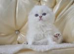 Blue Eyes Scottish Fold Holly - Scottish Fold Kitten For Sale - Jersey City, NJ, US