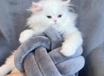 Cleo - Persian Kitten For Sale - Discovery Bay, CA, US