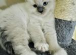 Oxy - Ragdoll Kitten For Sale - WI, US