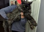 Tyson - Maine Coon Cat For Sale - Lisle, IL, US