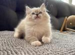 Zesus - Ragdoll Kitten For Sale - Diamond Bar, CA, US