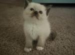 READY RAGDOLL KITTEN Kats ravishing ragdolls - Ragdoll Kitten For Sale - 