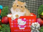 Gorgeous Top Quality Persian Kitten 4 Pet - Persian Kitten For Sale - 