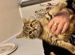 Rokie - Domestic Kitten For Sale - 