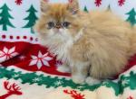 Red Exotic Longhair Male - Persian Kitten For Sale - Norman, OK, US