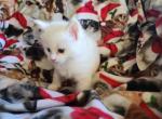 Yang - Maine Coon Kitten For Sale - Colfax, CA, US