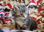 Yin - Maine Coon Kitten For Sale - 