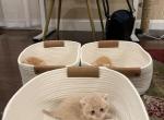 Fluffy - British Shorthair Kitten For Sale - New York, NY, US