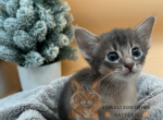 Aurora Litter - Somali Kitten For Sale - Whitby, on, CA