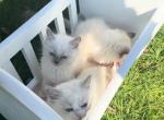 Lilac mink baby - Ragdoll Kitten For Sale - 