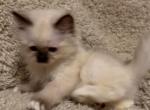 Seal point baby - Ragdoll Kitten For Sale - 