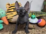 Salem - Sphynx Kitten For Sale - Boston, MA, US