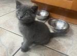 Russian Blue Beauty - Russian Blue Kitten For Sale - Woodbridge Township, NJ, US