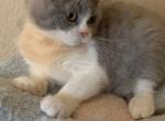 Jason - British Shorthair Kitten For Sale - Rancho Cucamonga, CA, US