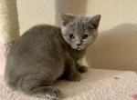 Sweetie - British Shorthair Kitten For Sale - Rancho Cucamonga, CA, US