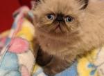 CH Cue T Paws Sugar of Cherrybirdie - Himalayan Kitten For Sale - 