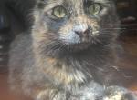 fiona - Domestic Cat For Adoption - Felton, DE, US