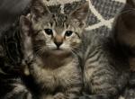 Harvey - Bengal Cat For Sale - 