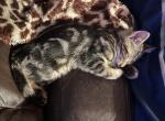 Simba - Bengal Kitten For Sale - Concord, NH, US