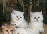 Janga - British Shorthair Kitten For Sale - 