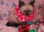 Kit - Siamese Kitten For Sale - 