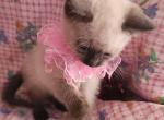 Suki - Siamese Kitten For Sale - 