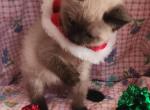 Merlin - Siamese Kitten For Sale - 