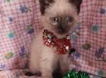 Loki - Siamese Kitten For Sale - 