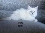 Kitten ragdoll - Ragdoll Kitten For Sale - Frisco, TX, US