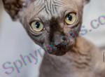 Furrys - Sphynx Kitten For Sale - Syracuse, NY, US