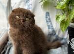 Kinder - Scottish Fold Kitten For Sale - Los Angeles, CA, US