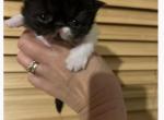 Persian black and white kitty - Persian Kitten For Sale - 