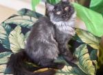 Maine Coon Smokey Black Female - Maine Coon Kitten For Sale - Orlando, FL, US